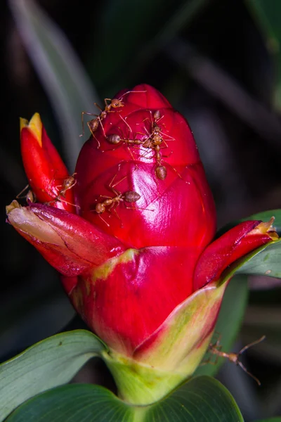 Macro canne rouge la saison avec fourmi — Photo