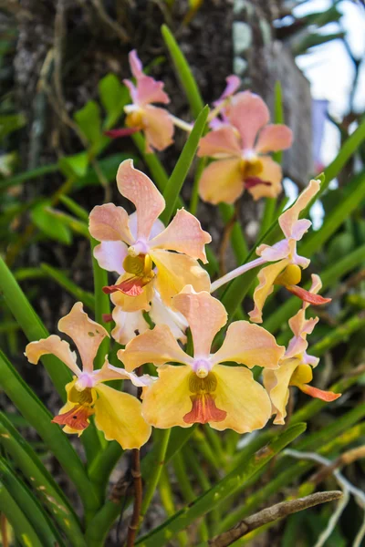 Žlutá orchidej vanda — Stock fotografie