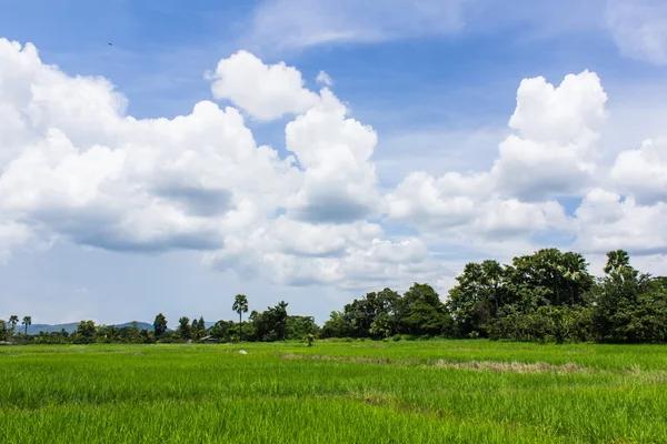 Groene rijst veld in Thailand, Asia — Stockfoto