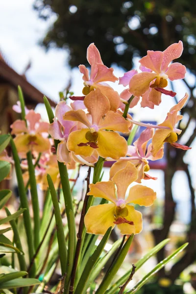 Gele vanda orchid Rechtenvrije Stockafbeeldingen
