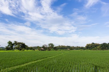 Yeşil pirinç alan güzellik gökyüzü Tayland ile