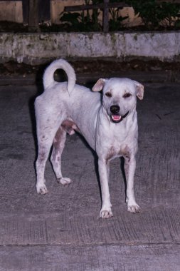 Sokak köpeği ırkı yolda Tayland'da yerli olduğunu