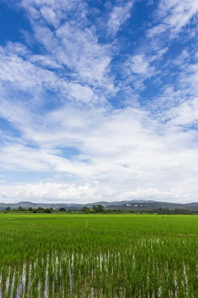 Champ de riz vert avec ciel de beauté en Thaïlande — Photo