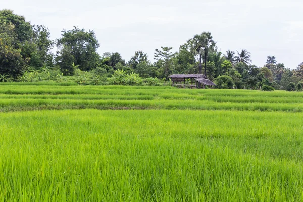 Risfält och stuga i thailand — Stockfoto