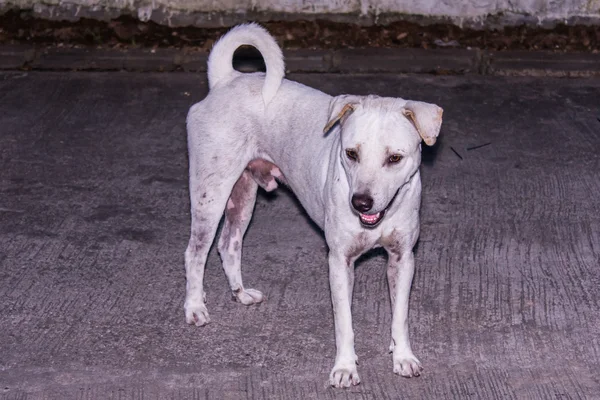 Verdwaalde hond is RAS native in Thailand op de weg — Stockfoto