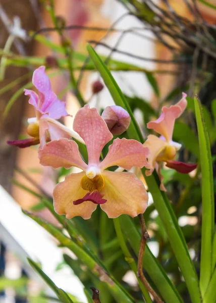 Žlutá orchidej vanda — Stock fotografie