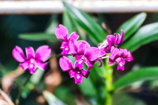 Thajské královské orchidej květina — Stock fotografie