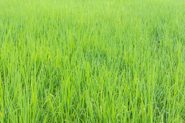 Fondo del campo de arroz verde — Foto de Stock