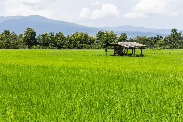 小屋和绿色的稻田，在泰国，亚洲 — 图库照片