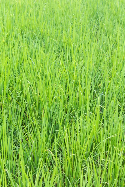 Fondo del campo de arroz verde — Foto de Stock