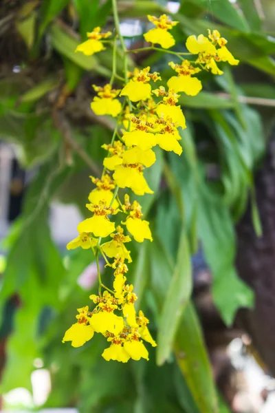 Dendrobium lindleyi orchid flower — Stock Photo, Image