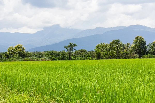Green rice field white mountain in Thailand, Asia — Stock Photo, Image