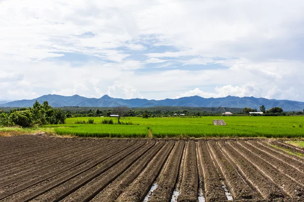 Risfält med berg i Thailand, Asien — Stockfoto