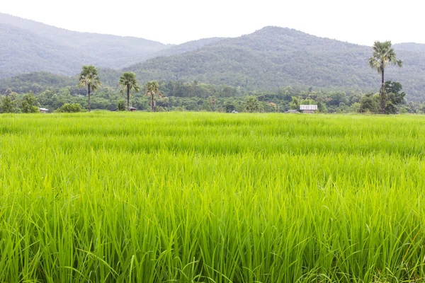 Pola ryżowe i domek w Tajlandii — Zdjęcie stockowe