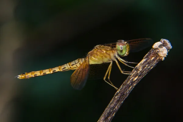 Makro der Libelle — Stockfoto