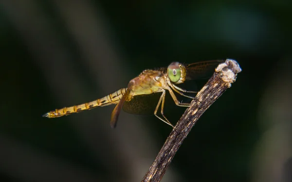 Makro der Libelle — Stockfoto