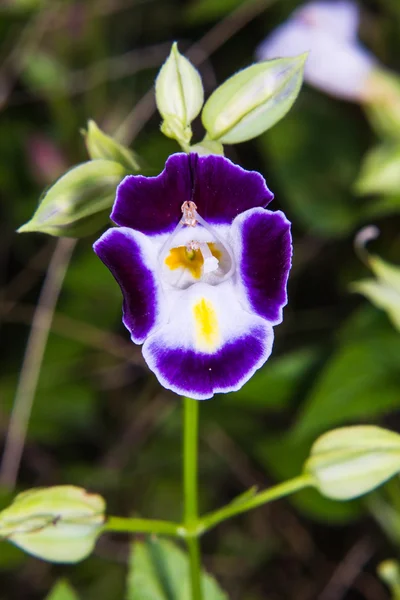 Paarse Torenia fournieri bloem Stockfoto
