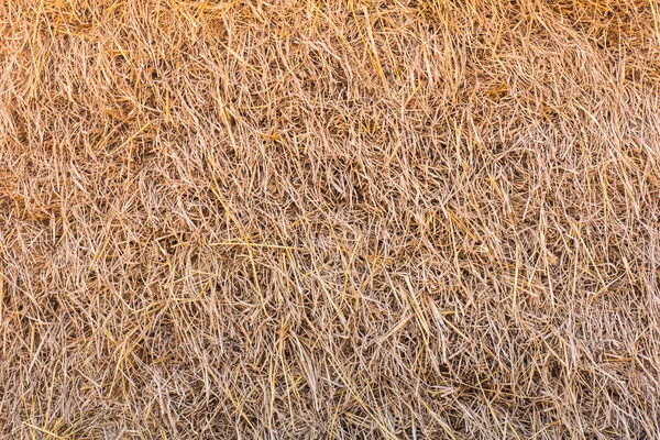 Dry straw background — Stock Photo, Image