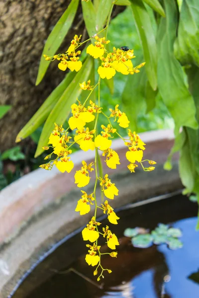Oncidium Orchid — Stock Photo, Image