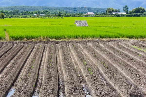 Рисовое поле с горами в Таиланде, Азия — стоковое фото