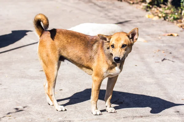 Tailandés perro callejero — Foto de Stock