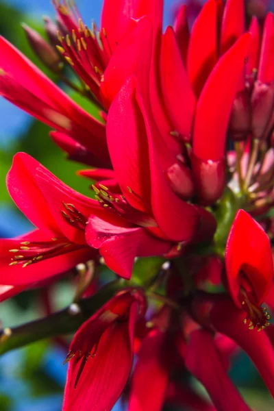 Erythrina variegata (parichat bloemen) — Stockfoto