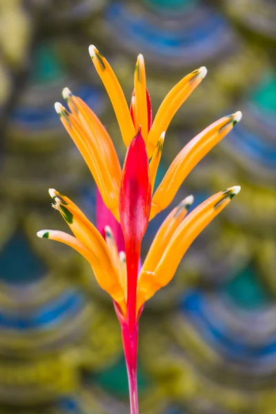 Paradisfågeln, blomma — Stockfoto
