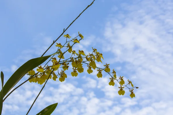 Oncidium Orchid with beauty sky — Stock Photo, Image