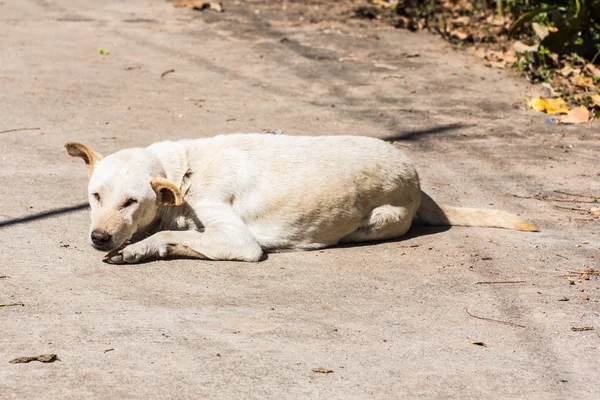 Witte hond (Thaise hond) — Stockfoto