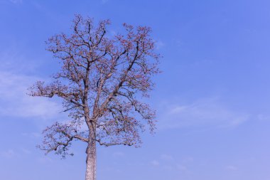 itx ceiba çiçek güzellik gökyüzü ile