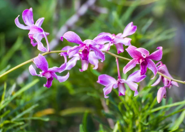 Фиолетовая орхидея в саду — стоковое фото