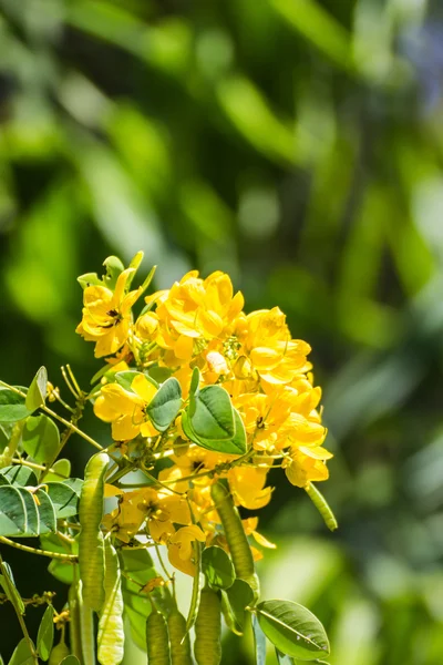 Senna siamea çiçek