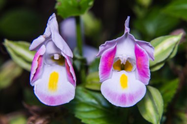 Hibrid lades kemiği çiçek, Torenia fournieri Lindl yakın çekim