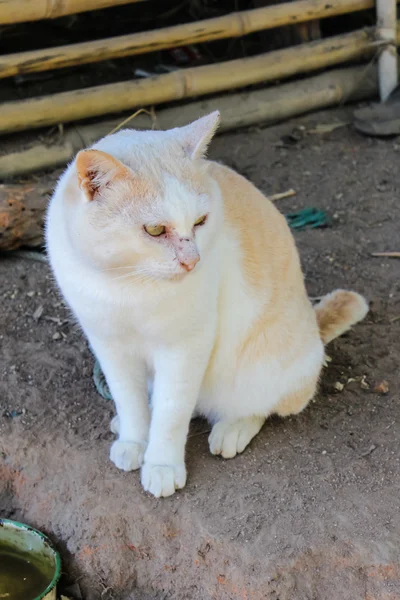 Thailändische Katze — Stockfoto