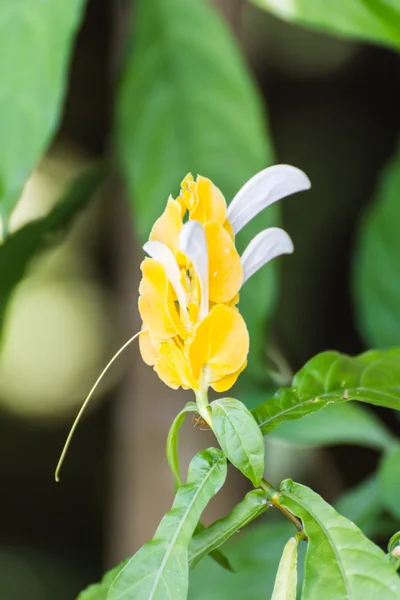 Goldgarnelen-Pflanze — Stockfoto