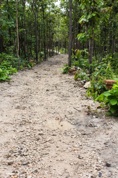 Road in forest , Thailand asia — Stock Photo, Image