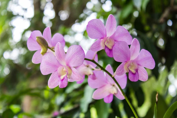 Pink orchid flower with bokeh — Stock Photo, Image