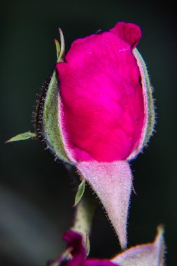 Pembe gül. Yakın çekim.