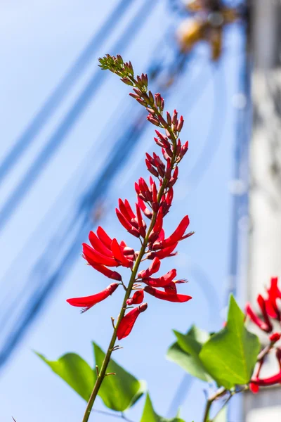 erythrina variegata (parichat 꽃)
