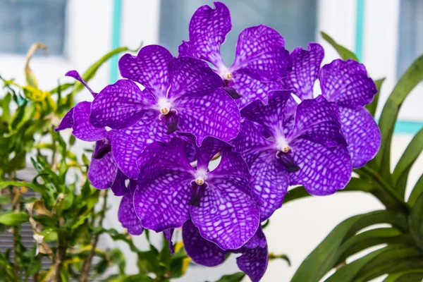 Vanda Orchid bloem koningin van orchideeën Stockfoto