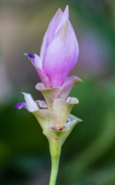 Mor curcuma alismatifolia çiçeği