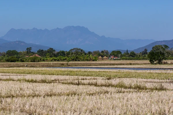 Torra fält i Thailand — Stockfoto