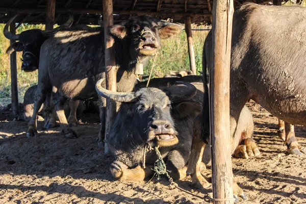 Buffalo tailandés — Foto de Stock