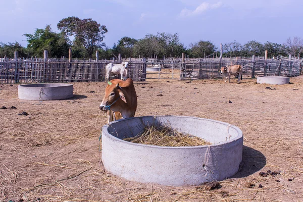 Mucche tailandesi che mangiano in fattoria — Foto Stock