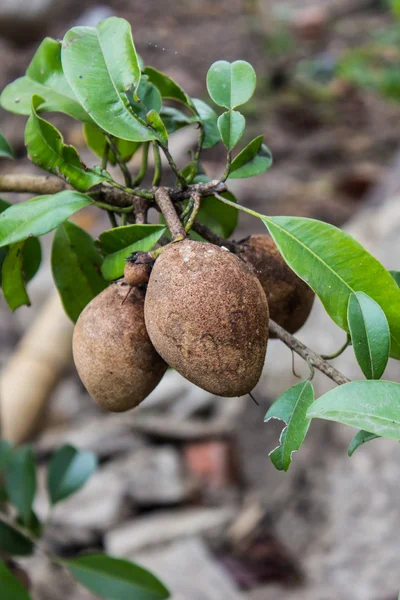 Sapodilla frutas en el árbol — Foto de Stock