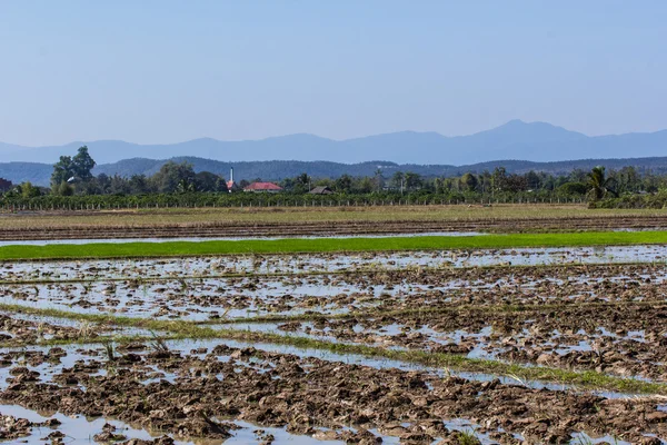 Het platform landbouw in Asia rijst veld Stockfoto