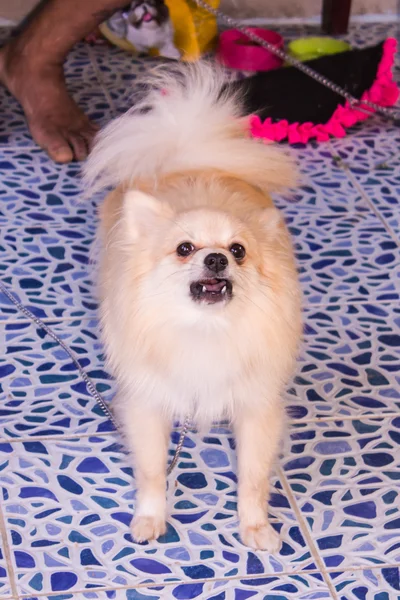 Bonito branco pomeranian latido cão — Fotografia de Stock