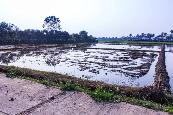 Het platform landbouw in Asia rijst veld — Stockfoto