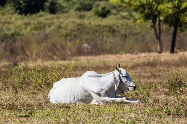 Thai cow in field — Stock Photo, Image