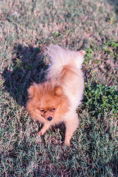 Померанская собака, милый питомец — стоковое фото